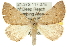  (Dichromodes sp. ANIC46 - 10ANIC-11942)  @15 [ ] CreativeCommons - Attribution (2010) CBG Photography Group Centre for Biodiversity Genomics