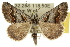  (Dichromodes sp. ANIC44 - 10ANIC-11945)  @15 [ ] CreativeCommons - Attribution (2010) CBG Photography Group Centre for Biodiversity Genomics