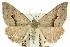  (Dichromodes euscia - 10ANIC-11947)  @15 [ ] CreativeCommons - Attribution (2010) CBG Photography Group Centre for Biodiversity Genomics