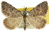  ( - 10ANIC-11950)  @15 [ ] CreativeCommons - Attribution (2010) CBG Photography Group Centre for Biodiversity Genomics
