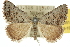  ( - 10ANIC-11951)  @15 [ ] CreativeCommons - Attribution (2010) CBG Photography Group Centre for Biodiversity Genomics