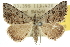  (Dichromodes indicataria - 10ANIC-11952)  @15 [ ] CreativeCommons - Attribution (2010) CBG Photography Group Centre for Biodiversity Genomics
