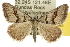  (Dichromodes atrosignata - 10ANIC-11960)  @15 [ ] CreativeCommons - Attribution (2010) CBG Photography Group Centre for Biodiversity Genomics