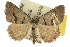 ( - 10ANIC-11962)  @15 [ ] CreativeCommons - Attribution (2010) CBG Photography Group Centre for Biodiversity Genomics