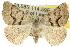  ( - 10ANIC-11964)  @15 [ ] CreativeCommons - Attribution (2010) CBG Photography Group Centre for Biodiversity Genomics