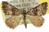  ( - 10ANIC-11965)  @15 [ ] CreativeCommons - Attribution (2010) CBG Photography Group Centre for Biodiversity Genomics
