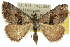 ( - 10ANIC-11966)  @14 [ ] CreativeCommons - Attribution (2010) CBG Photography Group Centre for Biodiversity Genomics