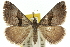  (Dichromodes triparata - 10ANIC-11967)  @15 [ ] CreativeCommons - Attribution (2010) CBG Photography Group Centre for Biodiversity Genomics