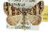  ( - 10ANIC-11971)  @12 [ ] CreativeCommons - Attribution (2010) CBG Photography Group Centre for Biodiversity Genomics