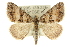  ( - 10ANIC-11977)  @13 [ ] CreativeCommons - Attribution (2010) CBG Photography Group Centre for Biodiversity Genomics