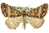  ( - 10ANIC-11978)  @14 [ ] CreativeCommons - Attribution (2010) CBG Photography Group Centre for Biodiversity Genomics