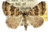  ( - 10ANIC-11979)  @13 [ ] CreativeCommons - Attribution (2010) CBG Photography Group Centre for Biodiversity Genomics