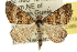  ( - 10ANIC-11980)  @15 [ ] CreativeCommons - Attribution (2010) CBG Photography Group Centre for Biodiversity Genomics
