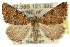  ( - 10ANIC-11981)  @15 [ ] CreativeCommons - Attribution (2010) CBG Photography Group Centre for Biodiversity Genomics