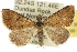  (Dichromodes sp. ANIC51 - 10ANIC-11983)  @15 [ ] CreativeCommons - Attribution (2010) CBG Photography Group Centre for Biodiversity Genomics