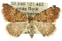  ( - 10ANIC-11984)  @13 [ ] CreativeCommons - Attribution (2010) CBG Photography Group Centre for Biodiversity Genomics