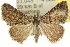  (Dichromodes sp. ANIC59 - 10ANIC-11986)  @14 [ ] CreativeCommons - Attribution (2010) CBG Photography Group Centre for Biodiversity Genomics