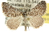  (Dichromodes sp. ANIC60 - 10ANIC-11987)  @15 [ ] CreativeCommons - Attribution (2010) CBG Photography Group Centre for Biodiversity Genomics