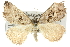  (Dichromodes stilbiata - 10ANIC-11992)  @15 [ ] CreativeCommons - Attribution (2010) CBG Photography Group Centre for Biodiversity Genomics