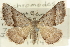  ( - 10ANIC-11997)  @11 [ ] CreativeCommons - Attribution (2010) CBG Photography Group Centre for Biodiversity Genomics