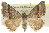  ( - 10ANIC-11998)  @11 [ ] CreativeCommons - Attribution (2010) CBG Photography Group Centre for Biodiversity Genomics