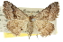  ( - 10ANIC-11999)  @11 [ ] CreativeCommons - Attribution (2010) CBG Photography Group Centre for Biodiversity Genomics
