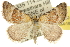  ( - 10ANIC-12000)  @15 [ ] CreativeCommons - Attribution (2010) CBG Photography Group Centre for Biodiversity Genomics