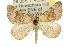  (Dichromodes mesoporphyra - 10ANIC-12001)  @15 [ ] CreativeCommons - Attribution (2010) CBG Photography Group Centre for Biodiversity Genomics