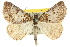  (Dichromodes rufilinea - 10ANIC-12003)  @11 [ ] CreativeCommons - Attribution (2010) CBG Photography Group Centre for Biodiversity Genomics