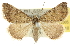  (Dichromodes subrufa - 10ANIC-12005)  @11 [ ] CreativeCommons - Attribution (2010) CBG Photography Group Centre for Biodiversity Genomics