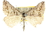  (Dichromodes consignata - 10ANIC-12008)  @11 [ ] CreativeCommons - Attribution (2010) CBG Photography Group Centre for Biodiversity Genomics