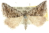  ( - 10ANIC-12009)  @11 [ ] CreativeCommons - Attribution (2010) CBG Photography Group Centre for Biodiversity Genomics