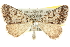  (Dichromodes rimosa - 10ANIC-12011)  @11 [ ] CreativeCommons - Attribution (2010) CBG Photography Group Centre for Biodiversity Genomics