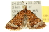  (Dichromodes sp. ANIC62 - 10ANIC-12014)  @14 [ ] CreativeCommons - Attribution (2010) CBG Photography Group Centre for Biodiversity Genomics