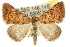  (Dichromodes sp. ANIC63 - 10ANIC-12017)  @15 [ ] CreativeCommons - Attribution (2010) CBG Photography Group Centre for Biodiversity Genomics