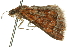  ( - 10ANIC-12018)  @13 [ ] CreativeCommons - Attribution (2010) CBG Photography Group Centre for Biodiversity Genomics