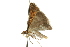 ( - 10ANIC-12019)  @13 [ ] CreativeCommons - Attribution (2010) CBG Photography Group Centre for Biodiversity Genomics