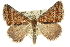  ( - 10ANIC-12023)  @15 [ ] CreativeCommons - Attribution (2010) CBG Photography Group Centre for Biodiversity Genomics