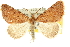  ( - 10ANIC-12028)  @11 [ ] CreativeCommons - Attribution (2010) CBG Photography Group Centre for Biodiversity Genomics