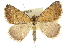  (Dichromodes sp. ANIC68 - 10ANIC-12030)  @15 [ ] CreativeCommons - Attribution (2010) CBG Photography Group Centre for Biodiversity Genomics