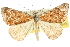  ( - 10ANIC-12031)  @15 [ ] CreativeCommons - Attribution (2010) CBG Photography Group Centre for Biodiversity Genomics
