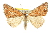  ( - 10ANIC-12032)  @11 [ ] CreativeCommons - Attribution (2010) CBG Photography Group Centre for Biodiversity Genomics
