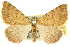  (Dichromodes sp. ANIC70 - 10ANIC-12033)  @11 [ ] CreativeCommons - Attribution (2010) CBG Photography Group Centre for Biodiversity Genomics