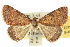  (Dichromodes sp. ANIC71 - 10ANIC-12035)  @15 [ ] CreativeCommons - Attribution (2010) CBG Photography Group Centre for Biodiversity Genomics