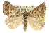  ( - 10ANIC-12036)  @14 [ ] CreativeCommons - Attribution (2010) CBG Photography Group Centre for Biodiversity Genomics