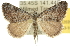  ( - 10ANIC-12039)  @15 [ ] CreativeCommons - Attribution (2010) CBG Photography Group Centre for Biodiversity Genomics