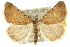  ( - 10ANIC-12045)  @14 [ ] CreativeCommons - Attribution (2010) CBG Photography Group Centre for Biodiversity Genomics