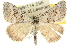  (Dichromodes sp. ANIC76 - 10ANIC-12048)  @15 [ ] CreativeCommons - Attribution (2010) CBG Photography Group Centre for Biodiversity Genomics