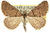  ( - 10ANIC-12049)  @15 [ ] CreativeCommons - Attribution (2010) CBG Photography Group Centre for Biodiversity Genomics
