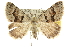  ( - 10ANIC-12052)  @15 [ ] CreativeCommons - Attribution (2010) CBG Photography Group Centre for Biodiversity Genomics